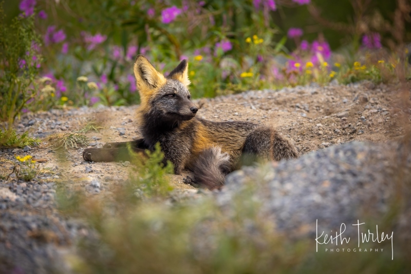 230730-8062-fox-kit