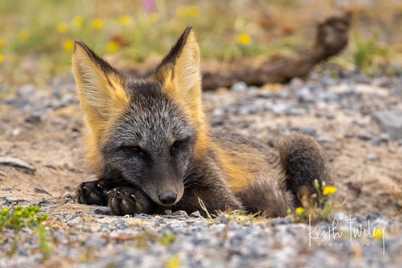 230730-8176-fox-kit