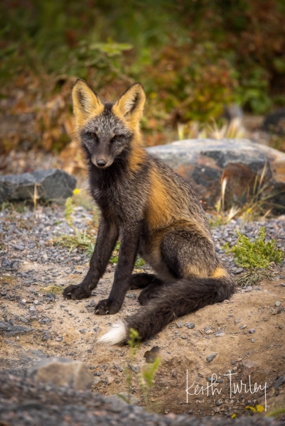 230730-8688-fox-kit