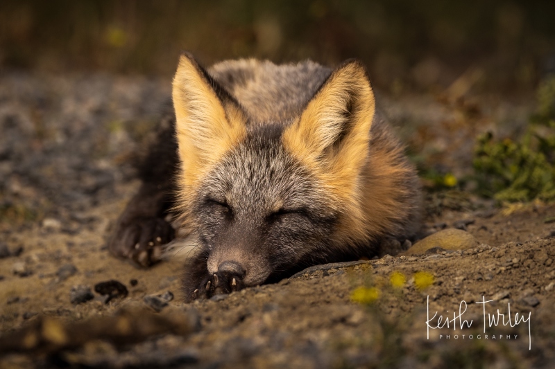 230730-8844-fox-kit