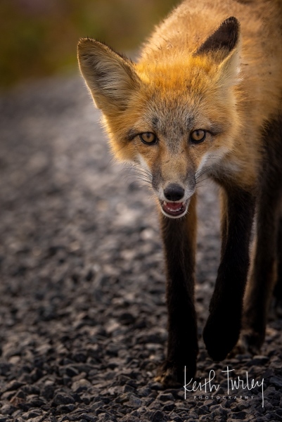230730-8881-fox-kit