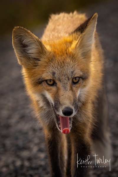 230730-8899-fox-kit