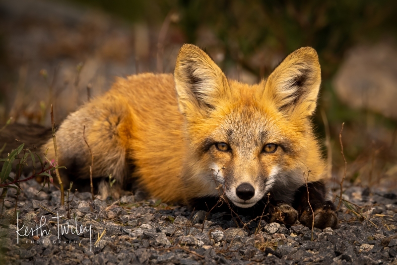 230730-9110-fox-kit