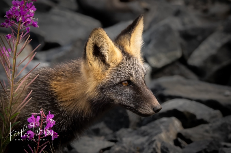 230730-9386-fox-kit