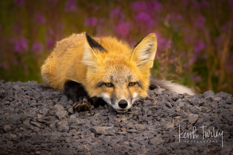 230730-9506-fox-kit