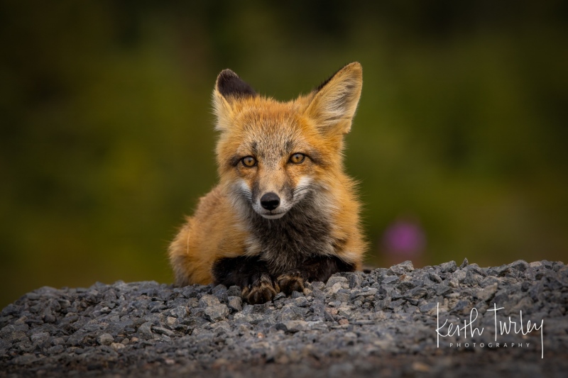 230730-9713-fox-kit