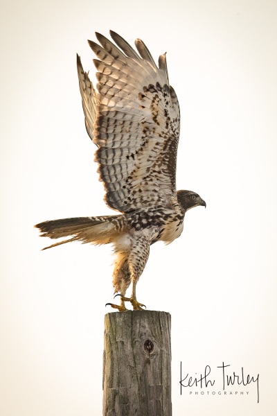 221007-6424-red-tailed-hawk-take-off