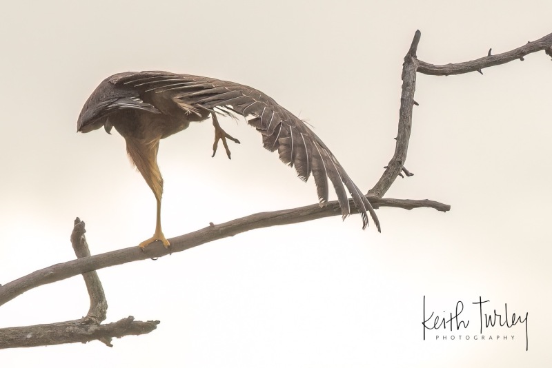 221123-0954-harrier-stretching