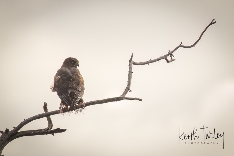 221123-0989-harrier-in-tree