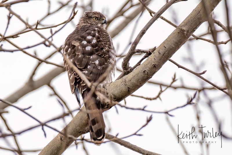 230208-0356-coopers-hawk