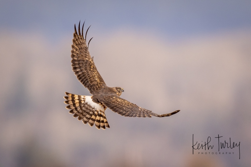 230208-7156-norther-harrier