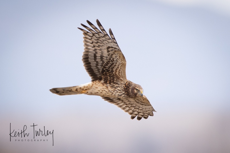 230208-7377-norther-harrier
