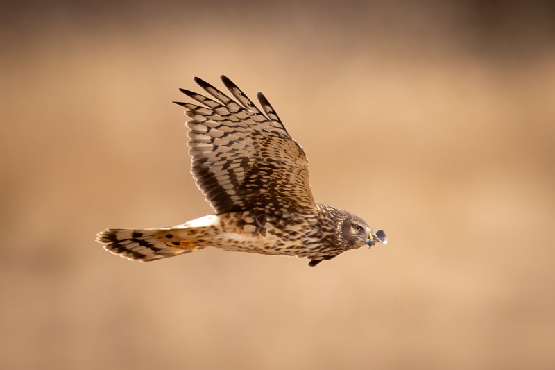 230208-7561-norther-harrier-ecomm