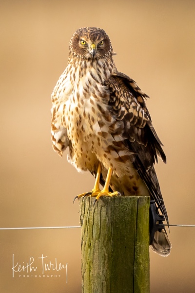 230208-8530-norther-harrier-on-post