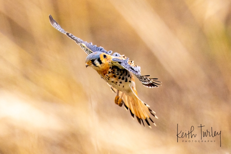230216-2528-american-kestrel-landing