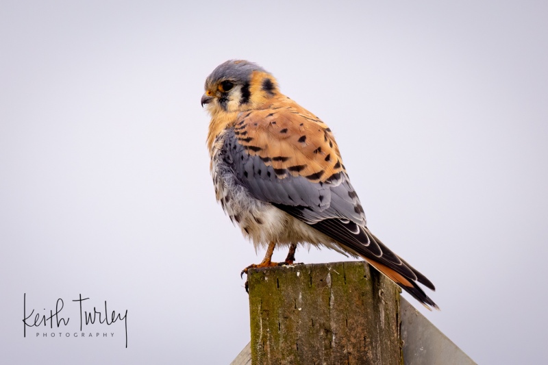 230216-2620-american-kestrel