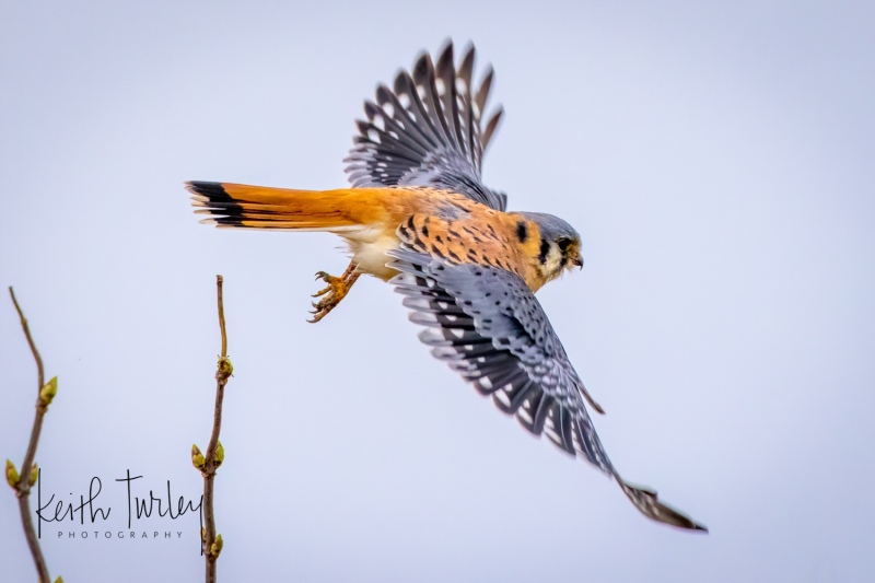 230216-3831-american-kestrel-flying