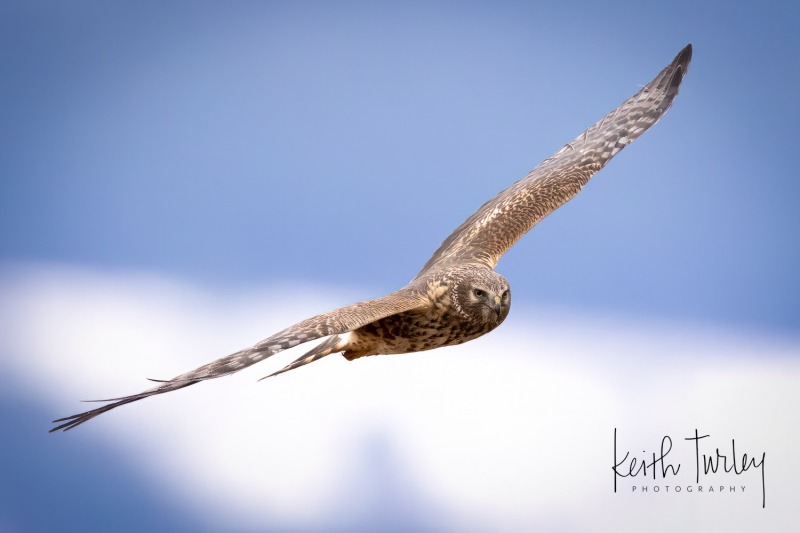 230227-8160-northern-harrier