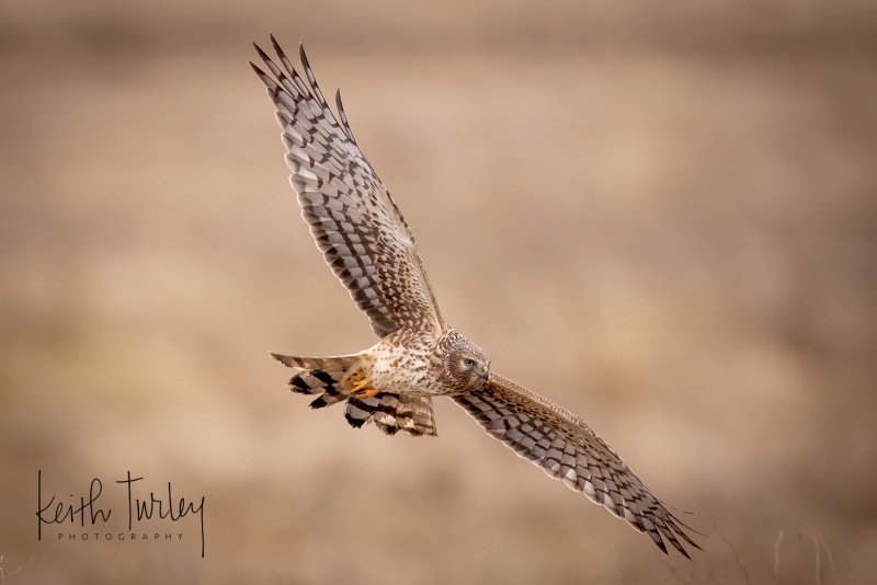 230227-8209-northern-harrier