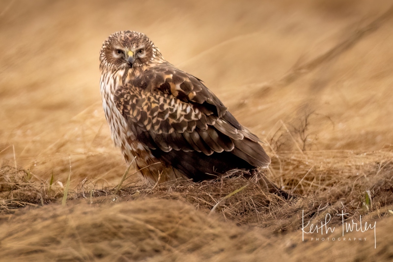 230303-1867-northern-harrier-on-ground