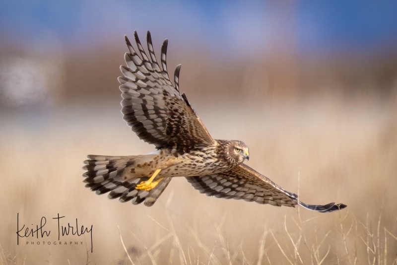 230307-1782-northern-harrier-flying