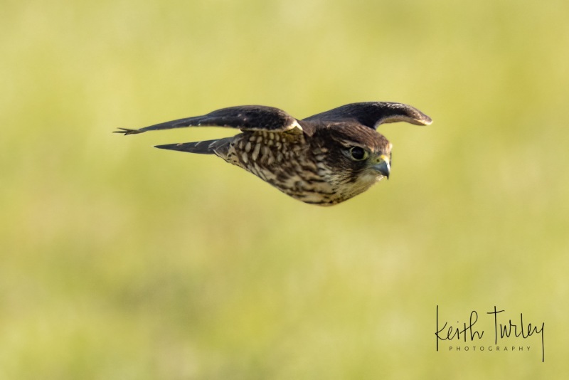 231003-5929-merlin-in-flight