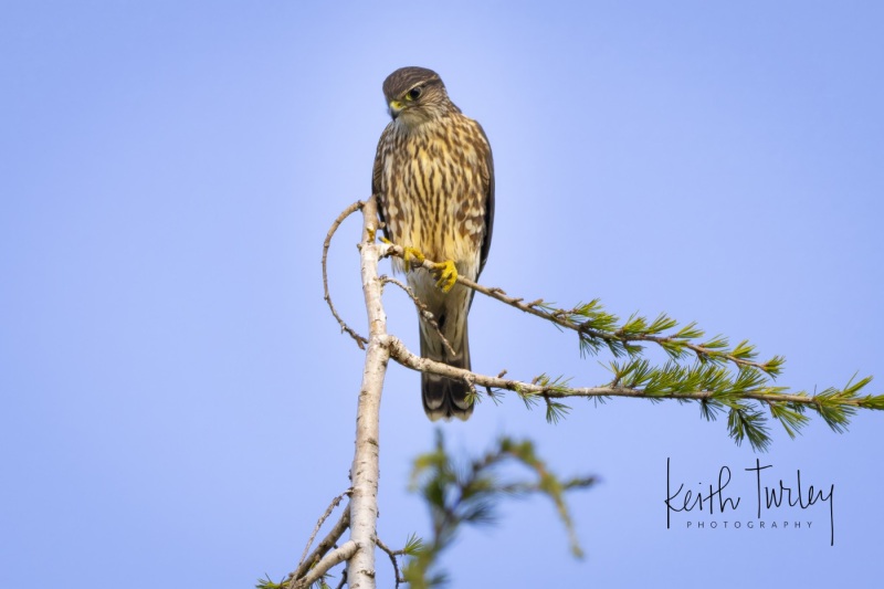 240920-2210-merlin-with-moon