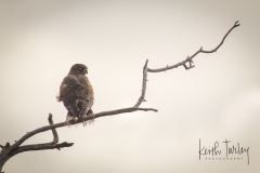 221123-0989-harrier-in-tree