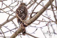 230208-0356-coopers-hawk