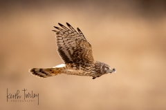 230208-7561-norther-harrier