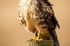 230208-8530-norther-harrier-on-post
