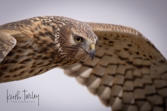 230227-6563-northern-harrier-head-only