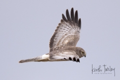 230227-6759-northern-harrier-male