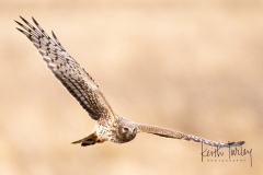 230227-8206-northern-harrier