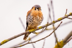 230228-5578-american-kestrel-in-tree