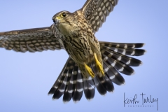 240920-2239-merlin-take-off