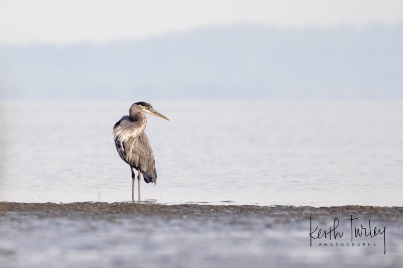 220926-2595-great-blue-heron