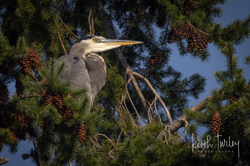 221003-4210-great-blue-heron-in-tree