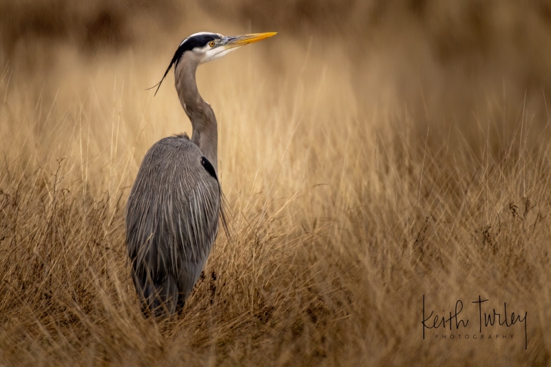 230303-3042-gbh-in-grass