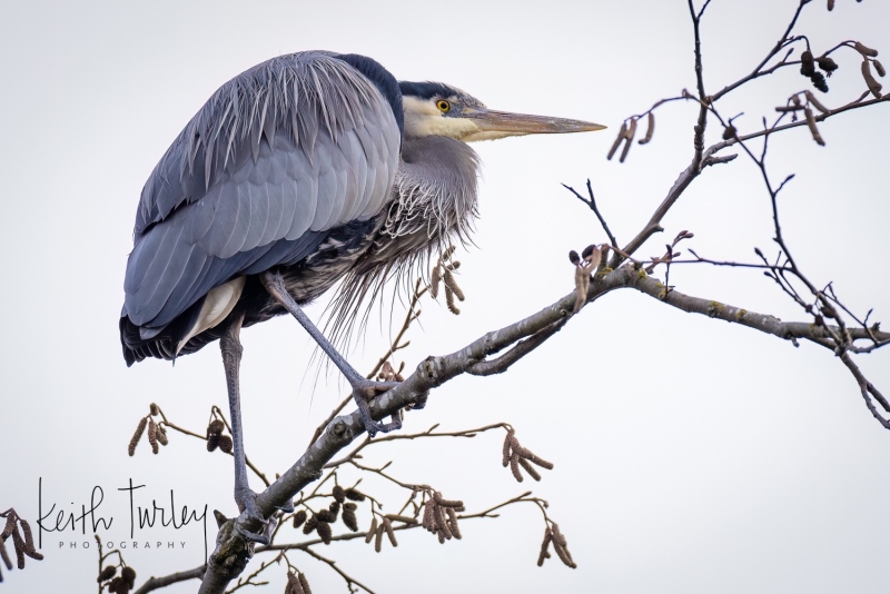 230306-7567-gbh-in-tree