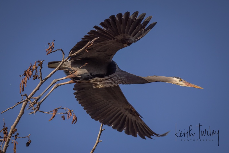 230318-9028-gbh-taking-off