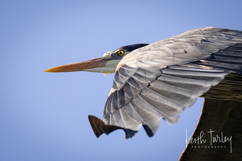 230429-0780-heron-flying-closeup
