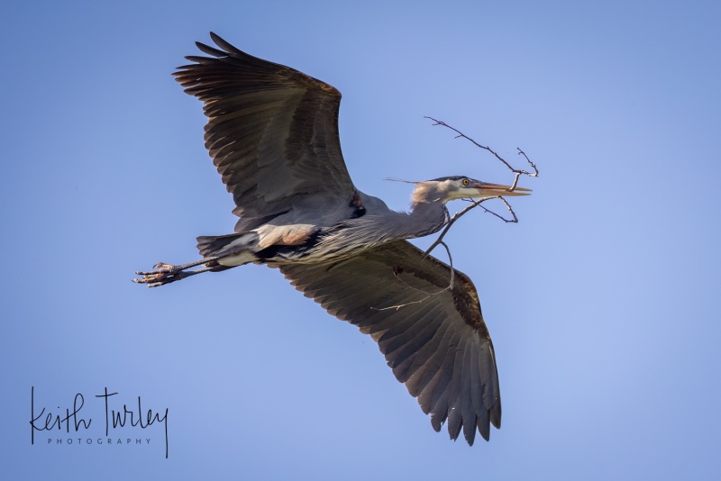 230429-9654-heron-flying-with-branches