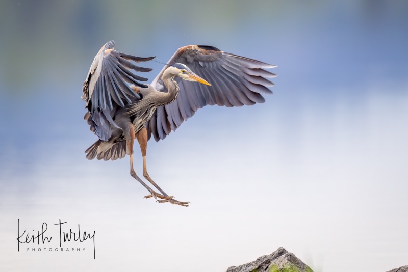 230509-8425-heron-landing