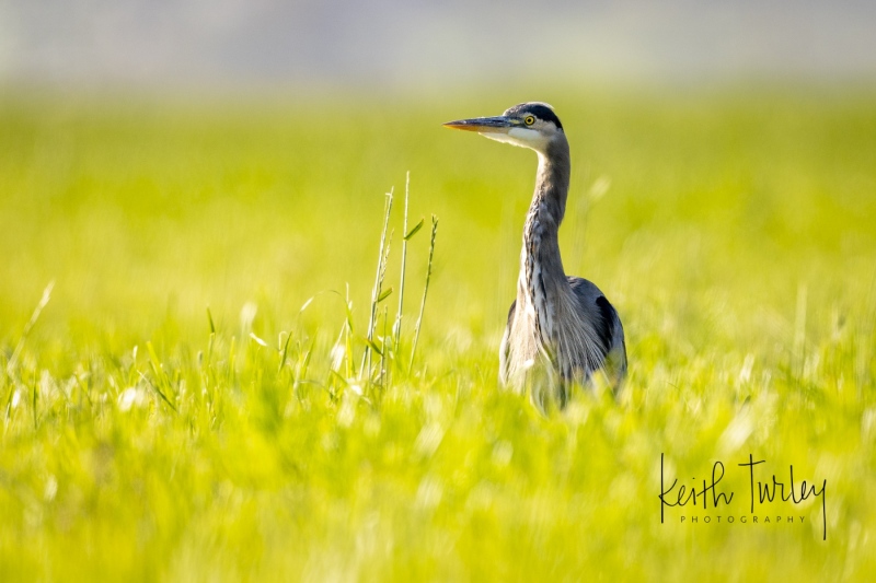 240920-2687-gbh-in-grass