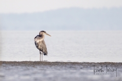 220926-2595-great-blue-heron