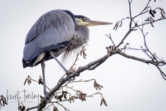 230306-7567-gbh-in-tree