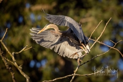 230315-6678-ghb-flying