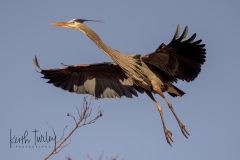 230315-6966-ghb-flying