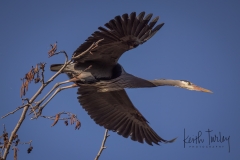 230318-9028-gbh-taking-off